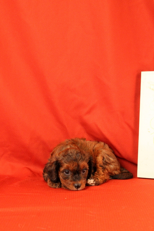 puppy, for, sale, Cavapoo, Matthew B. Stoltzfus, dog, breeder, Gap, PA, dog-breeder, puppy-for-sale, forsale, nearby, find, puppyfind, locator, puppylocator, aca
